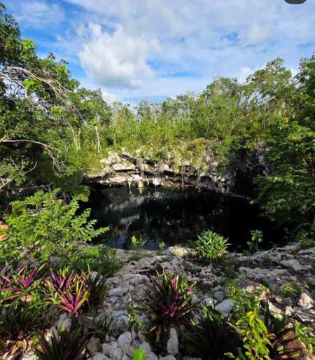 Living jungle around the water